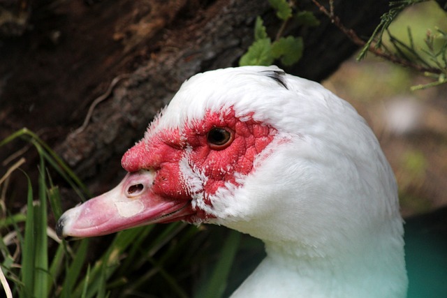 马竞客场成绩不佳引质疑 西蒙尼霸气回应：我们在诺坎普的表现很好